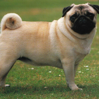 pug