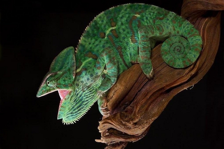 Chameleon - male, female, colourful, reptiles, chameleon, animals