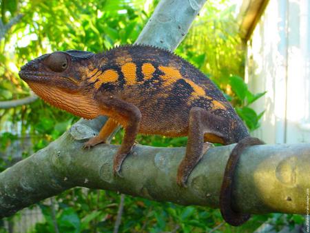 Chameleon - shrub, female, freedom, zoo, tree, chameleon, male, colorful, reptiles, animals