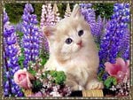 kitten with purple flowers