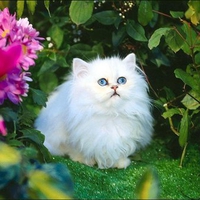 White cat in garden