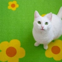 Kitty on green carpet