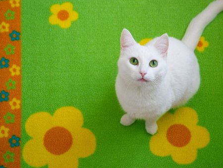 Kitty on green carpet - white, cat, animal, green, kitten