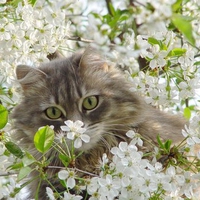 Cat in flowered tree