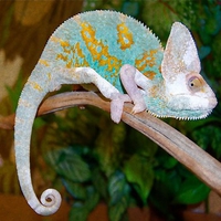 Chameleon,