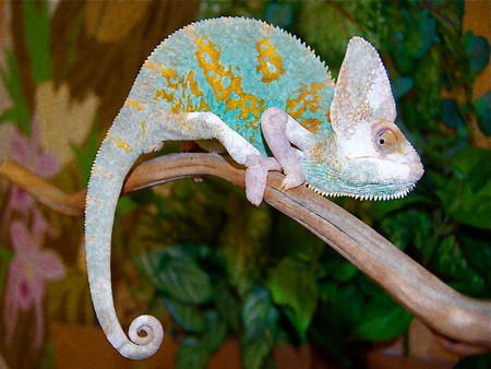 Chameleon,