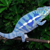 Chameleon