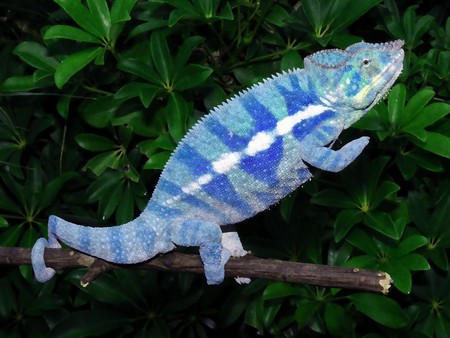 Chameleon