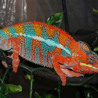 Chameleon