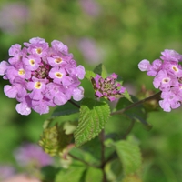 Lil Purple Beauties