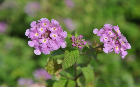 Lil Purple Beauties - purple, green, leaves, beauties, flowers, little