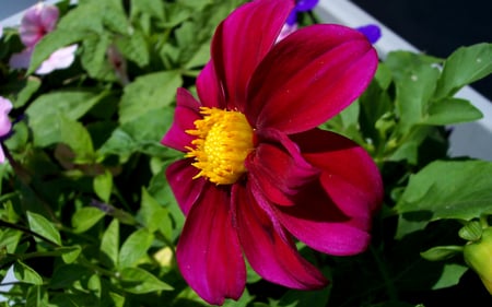 Deep Red Dahlia - deep, red, green, dahlia, flower, leaves