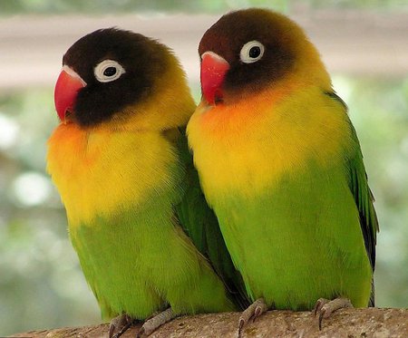 Colored parrots - bird, parrot, life, nature, color