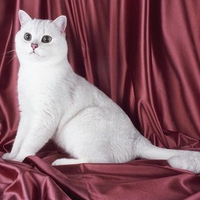 British shorthair white cat