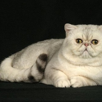 Fluffy nice cat