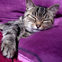 European shorthair cat sleeping