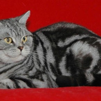 Tabby on red background