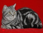 Tabby on red background