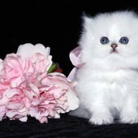 Chinchilla silver persian kitty