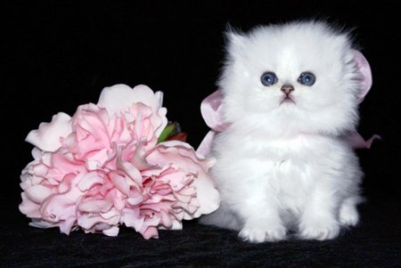 Chinchilla silver persian kitty - cat, chinchilla silver persian, sweet, black, kitten, flower