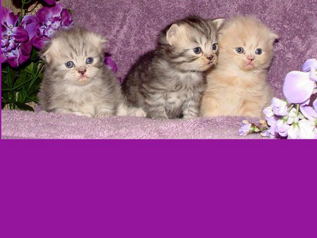 Top border kitten - purple, kitten, border, flower, cat