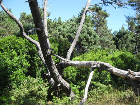 northern california beach tree - green, summer, tree, shrub