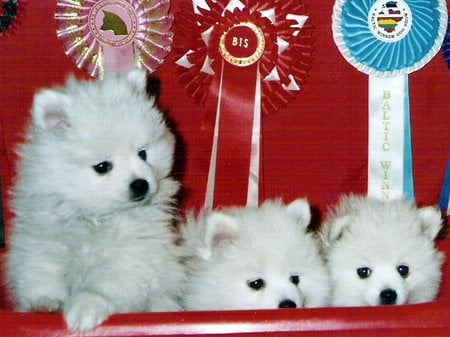 Italian spitz - white, italian spitz, breed, puppy, dog