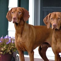 Magiar vizsla dog