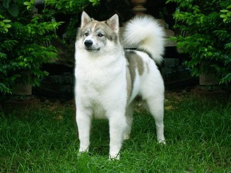 Thai Bangkaew - dog, breed, grass, puppy, thai bangkaew