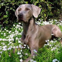 Weimaraner grey ghost