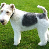British wire haired fox terrier