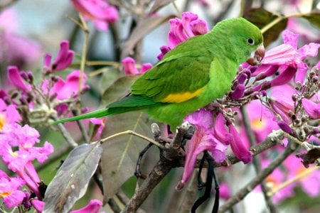 Brotogeris versicolurus green parrot - bird, gree, parrot, flower, brotogeris versicolurus