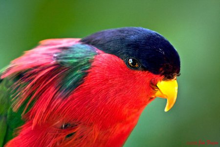 Phigys solitarius - phigys solitarius, red, bird, parrot