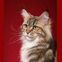 Cutte fluffy cat