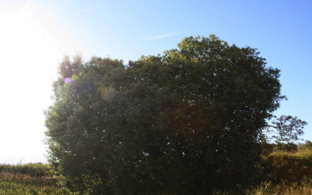 Lonesome tree in the sun - noerve, europe, blue, alone, grass, light, sky, sun, norway, tree, lonesome, glow, big, green, aalesund, clear, mighty, weed