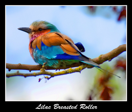 Hey Chicky You Sure Are Cute - pretty, bird, roller, branch, small, colourful, sweet