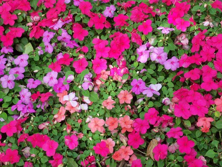 flower bed - nature, flowers, garden, beautiful