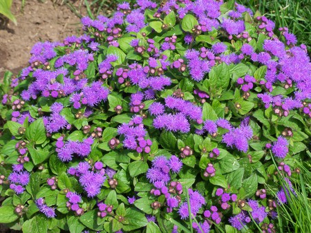 purple flowers - nature, purple, flowers, garden