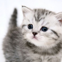 Small kitty