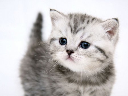 Small kitty - pet, sweet, kitty, cat