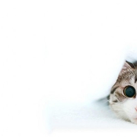 Scared cat