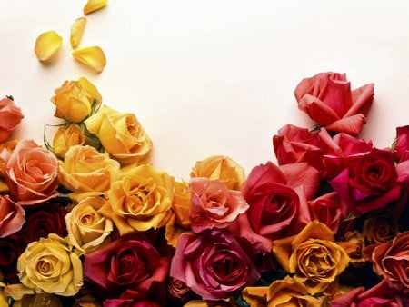 Colors of roses - red, flower, roses, yellow, petal