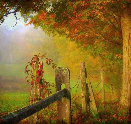 The old fence - leaves on fence, trees, gold, fence, orange, autumn, red, green, mist