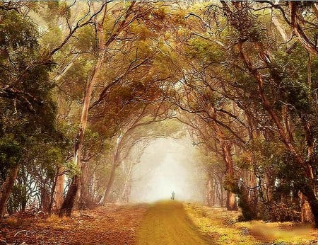 The art of trees - arching, trees, branches, brown, road, gold, person walking, leaves, green, mist