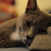 Resting cat