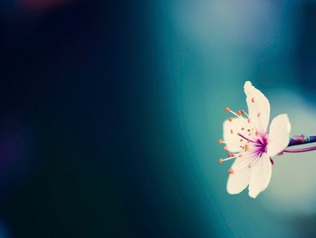 Single flower - flower, abstract, petal, blue