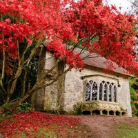 Red Tree Autum