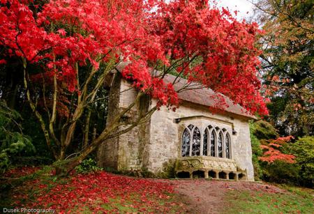 Red Tree Autum - red, tree, autum, leaf, ruin