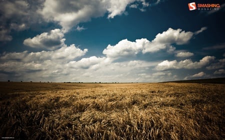 Summer Fields - fields, sky, summer, blue