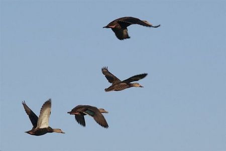 birds - birds, animals, sky, autumn